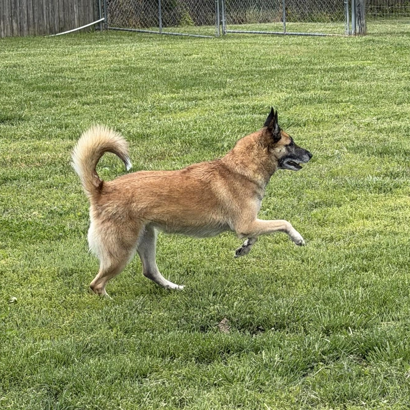 Nova, Adoptable, Adult Female Belgian Shepherd / Malinois.