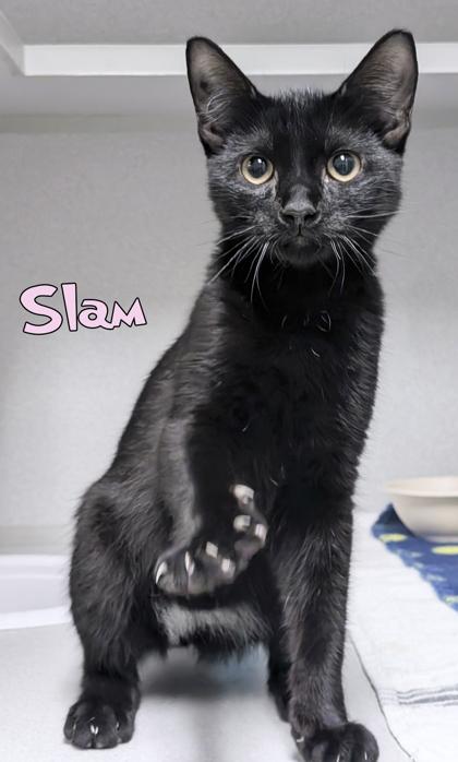 Slam, Adoptable, Kitten Male Domestic Short Hair & Domestic Short Hair.