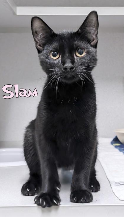 Slam, a Adoptable mixed breed in Mason, MI image 2/2