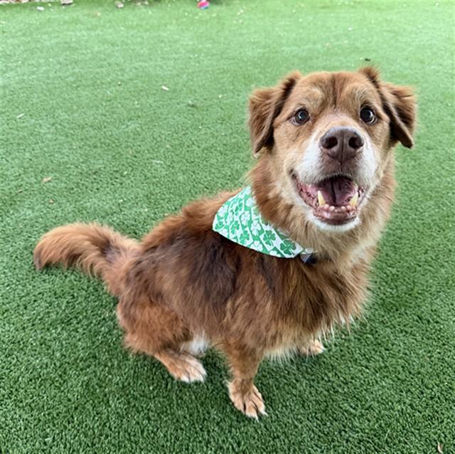 Enlarge SHERMAN, a Adoptable mixed breed in Murfreesboro, TN image 1/1