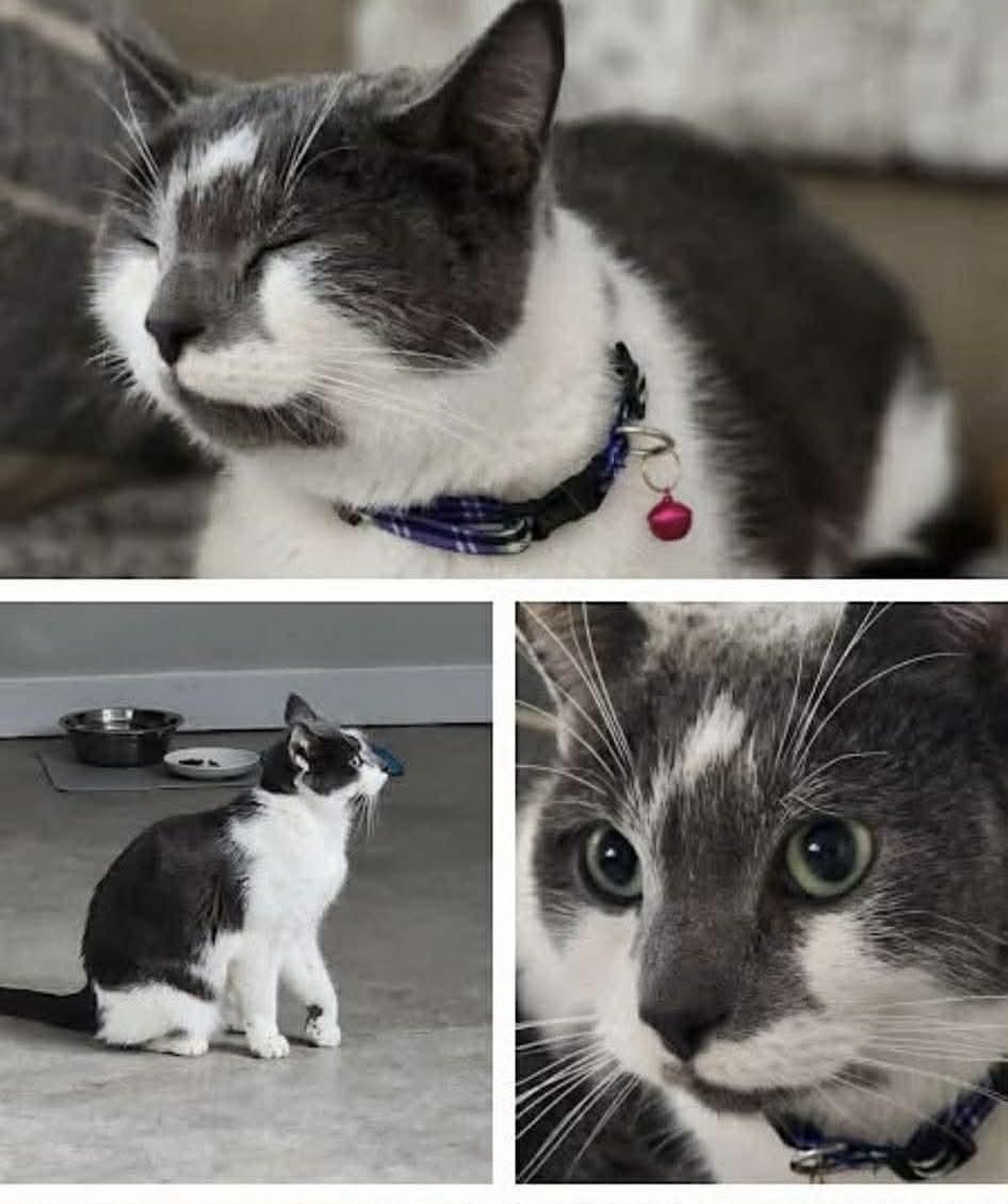 Phyllis , adoptable, Adult Female Domestic Short Hair.