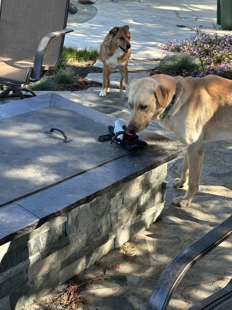 Enlarge Lucky Weston, a Adoptable mixed breed in Pasadena, CA image 1/6