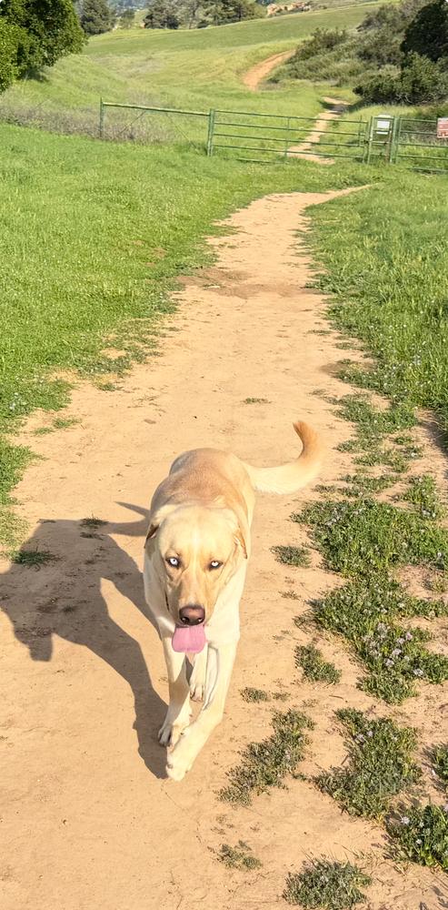 Enlarge Lucky Weston, a Adoptable mixed breed in Pasadena, CA image 2/6