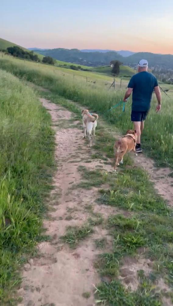 Enlarge Lucky Weston, a Adoptable mixed breed in Pasadena, CA image 3/6