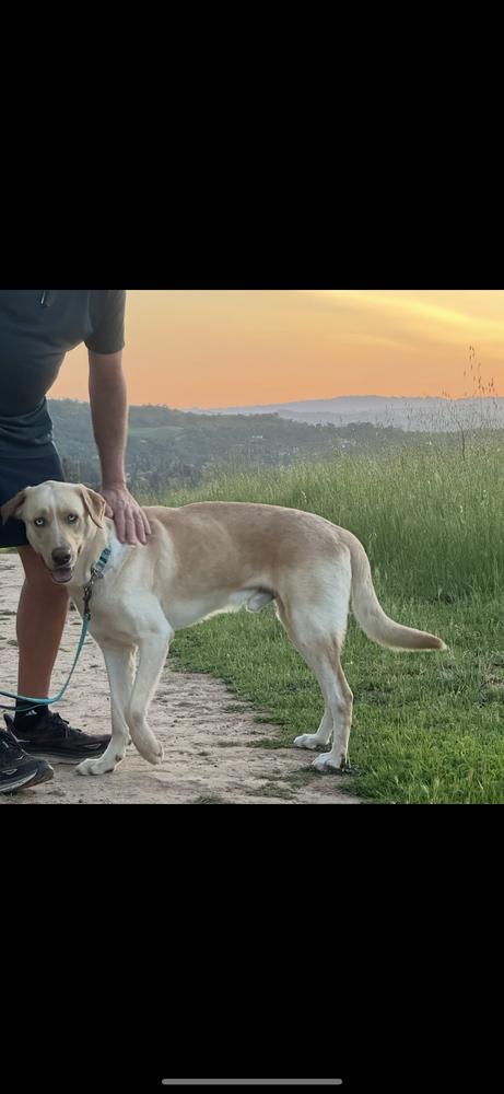 Enlarge Lucky Weston, a Adoptable mixed breed in Pasadena, CA image 4/6