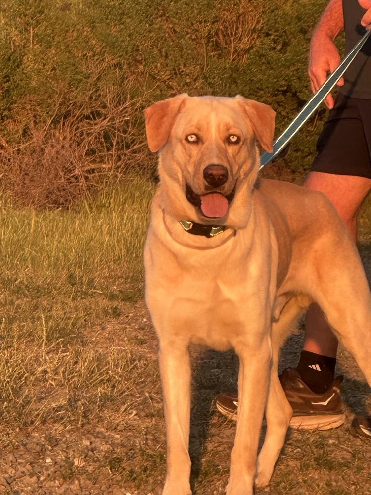 Enlarge Lucky Weston, a Adoptable mixed breed in Pasadena, CA image 5/6