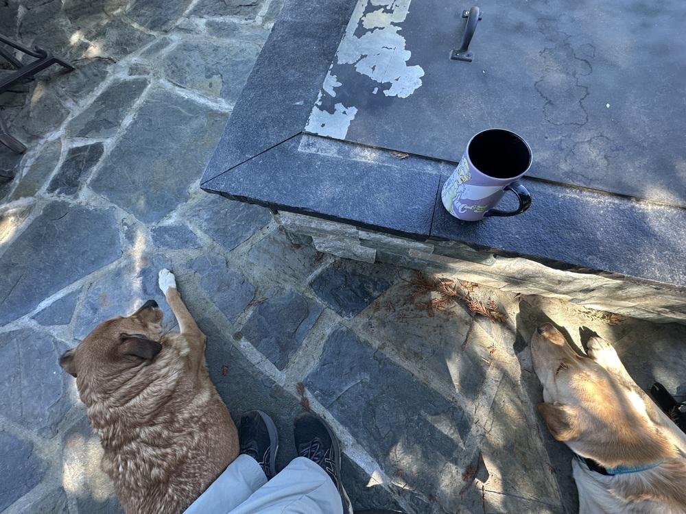 Enlarge Lucky Weston, a Adoptable mixed breed in Pasadena, CA image 6/6