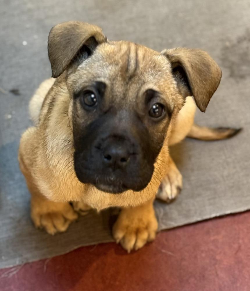 Adahlia, Adoptable, Puppy Female Shepherd.