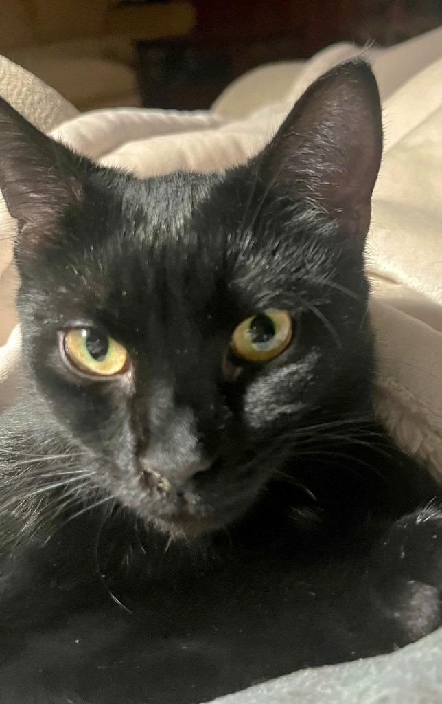 Loews, Adoptable, Young Male Domestic Short Hair.