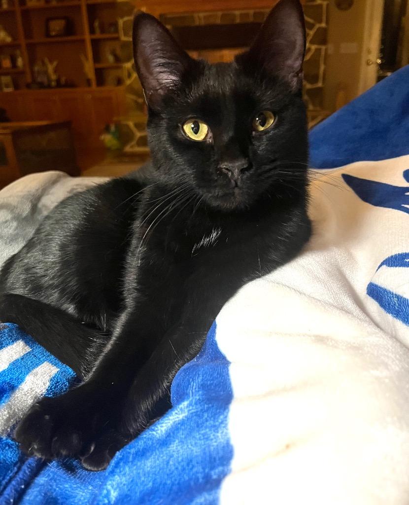 Enlarge Loews, a Adoptable mixed breed in Cumming, GA image 2/2