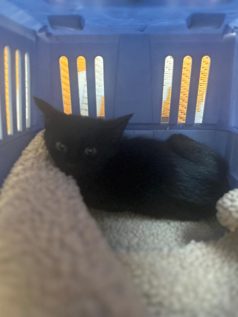 Loews, Adoptable, Young Male Domestic Short Hair.