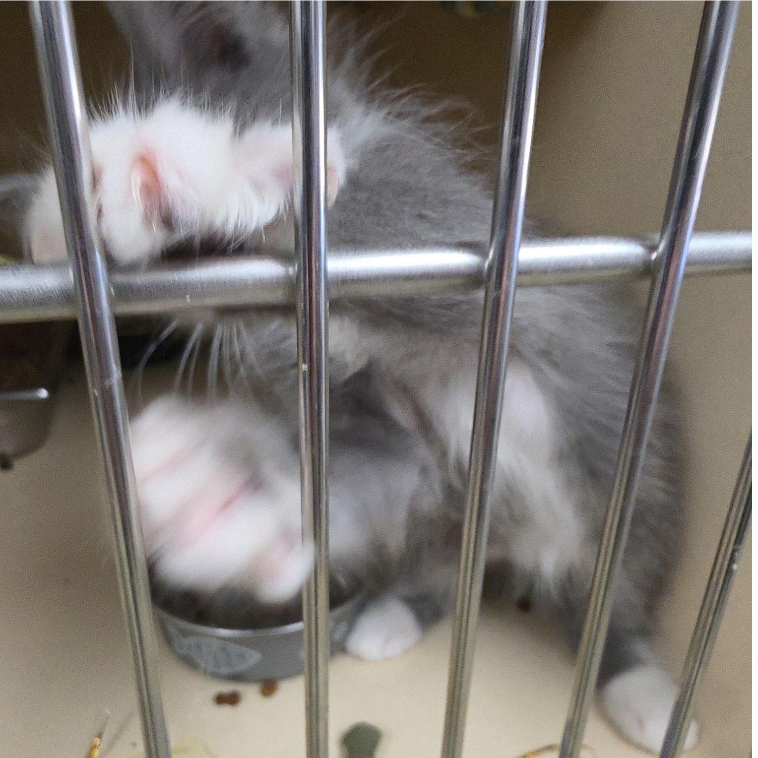 Enlarge Gingham, a Adopted Domestic Long Hair in Clarksville, VA image 2/2