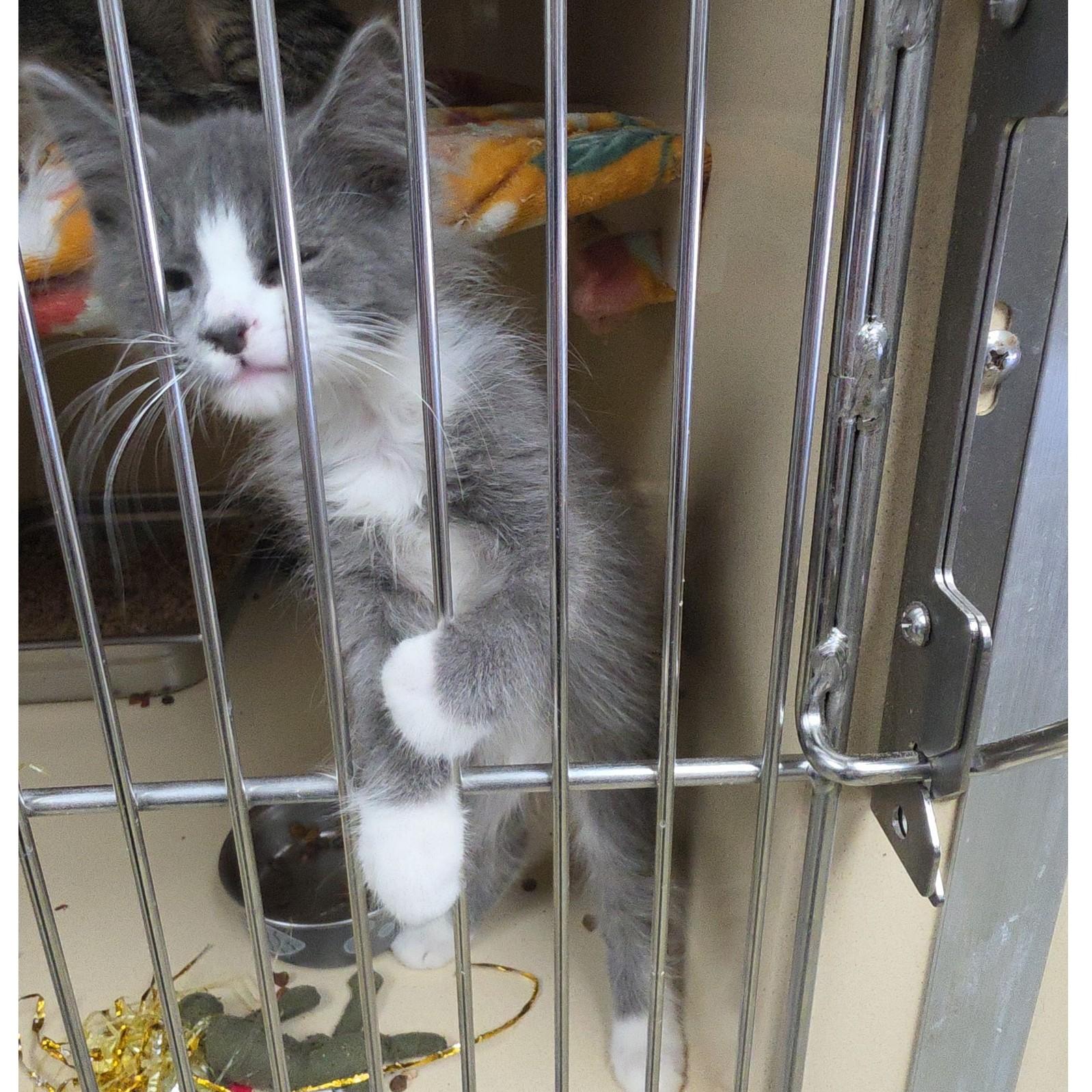 Gingham, Adopted, Kitten Male Domestic Long Hair.
