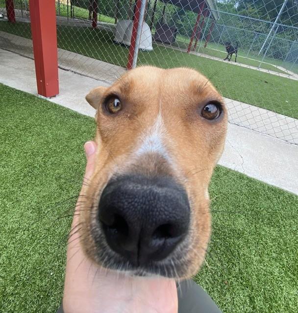 Enlarge Chariot , a ADOPTABLE Terrier in Fayetteville, AR image 6/6