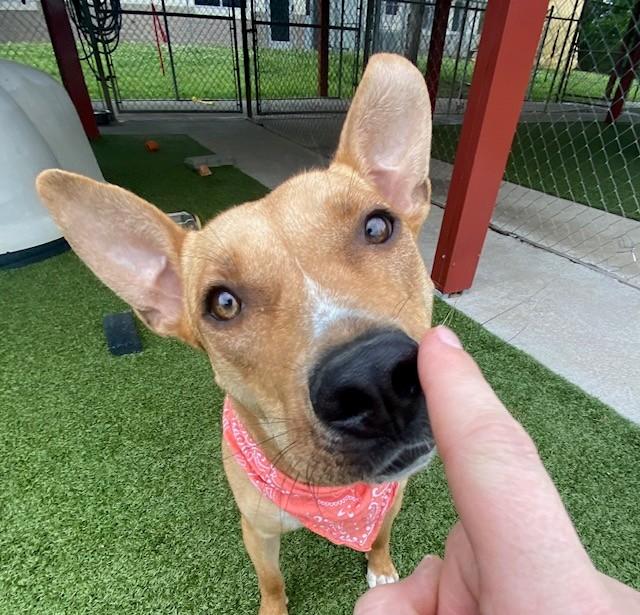 Enlarge Chariot , a ADOPTABLE Terrier in Fayetteville, AR image 3/6