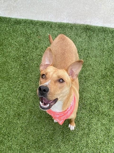 Enlarge Chariot , a ADOPTABLE Terrier in Fayetteville, AR image 1/6