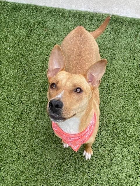 Enlarge Chariot , a ADOPTABLE Terrier in Fayetteville, AR image 2/6