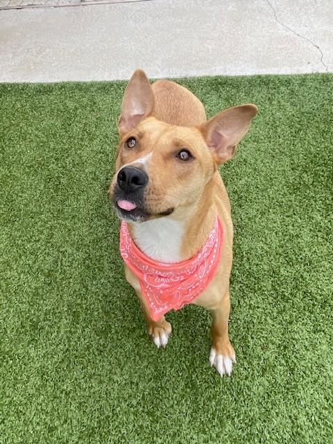 Enlarge Chariot , a ADOPTABLE Terrier in Fayetteville, AR image 5/6