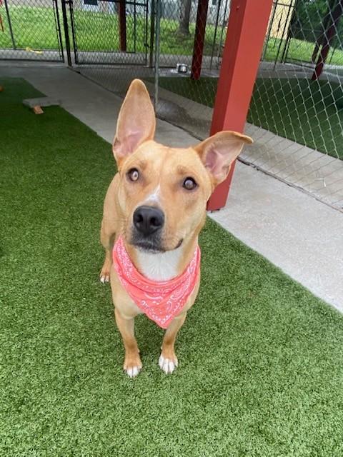 Enlarge Chariot , a ADOPTABLE Terrier in Fayetteville, AR image 4/6