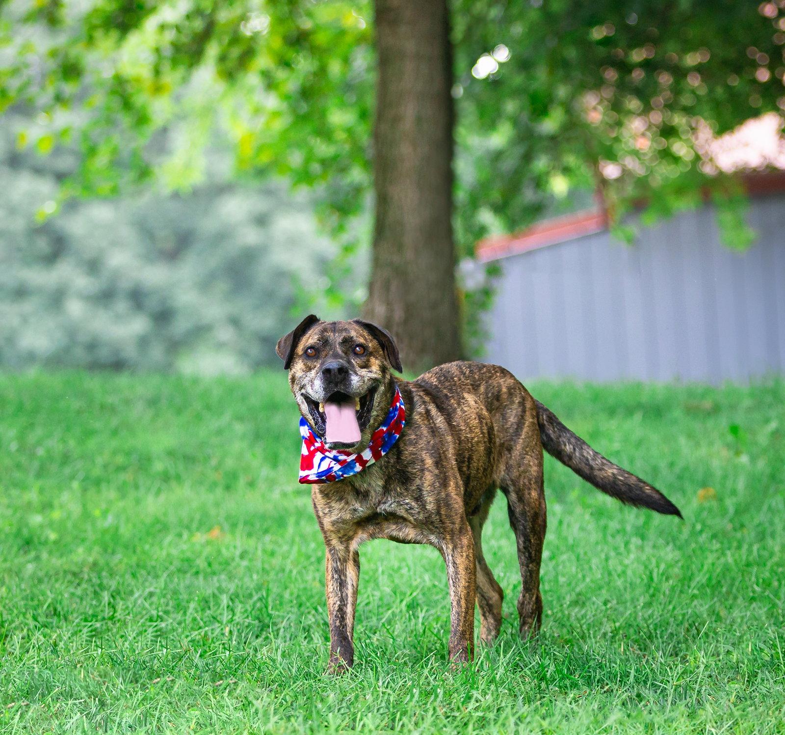 Enlarge Houston, a Adoptable Terrier in Coatesville, PA image 1/3