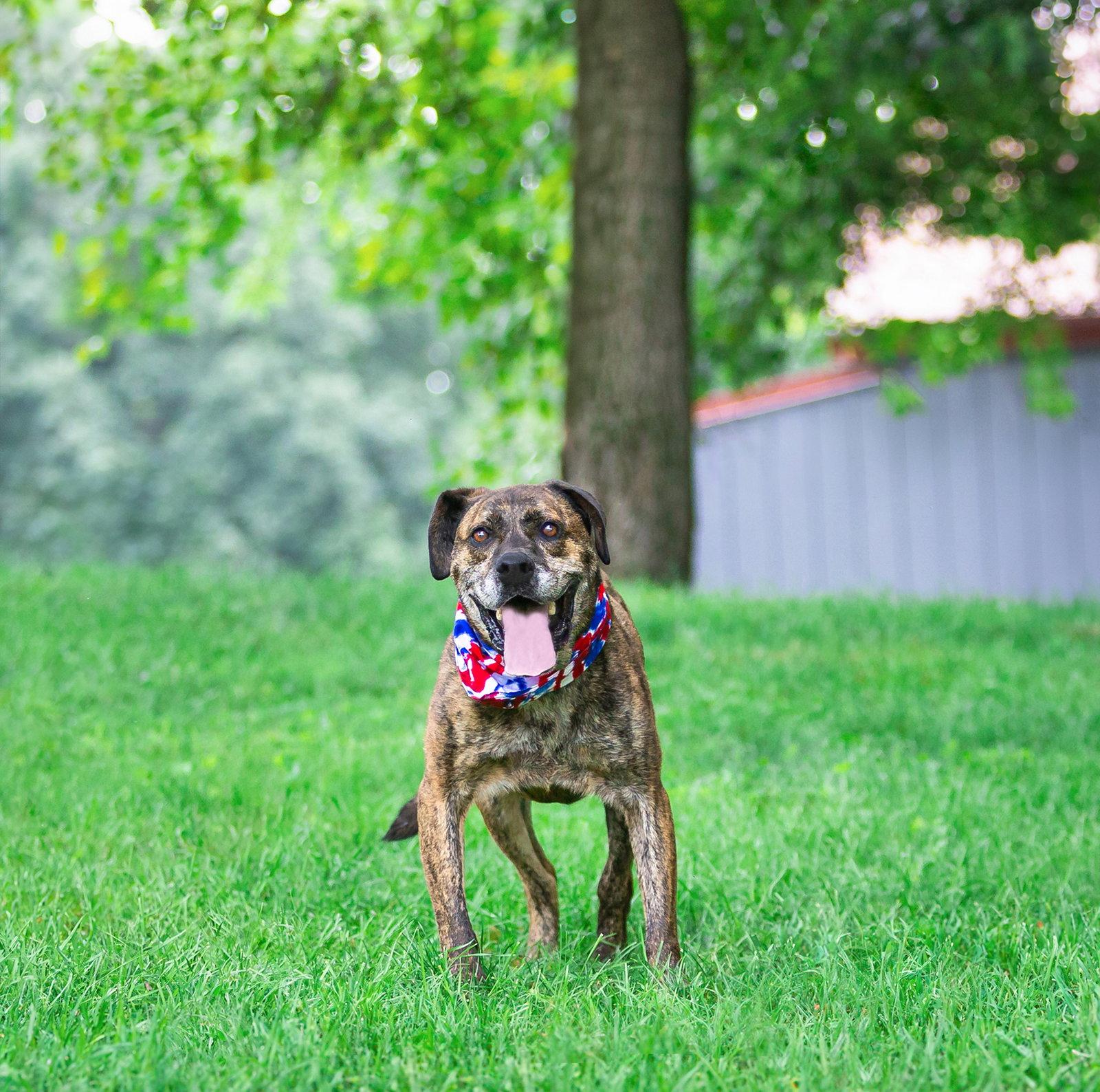 Enlarge Houston, a Adoptable Terrier in Coatesville, PA image 2/3