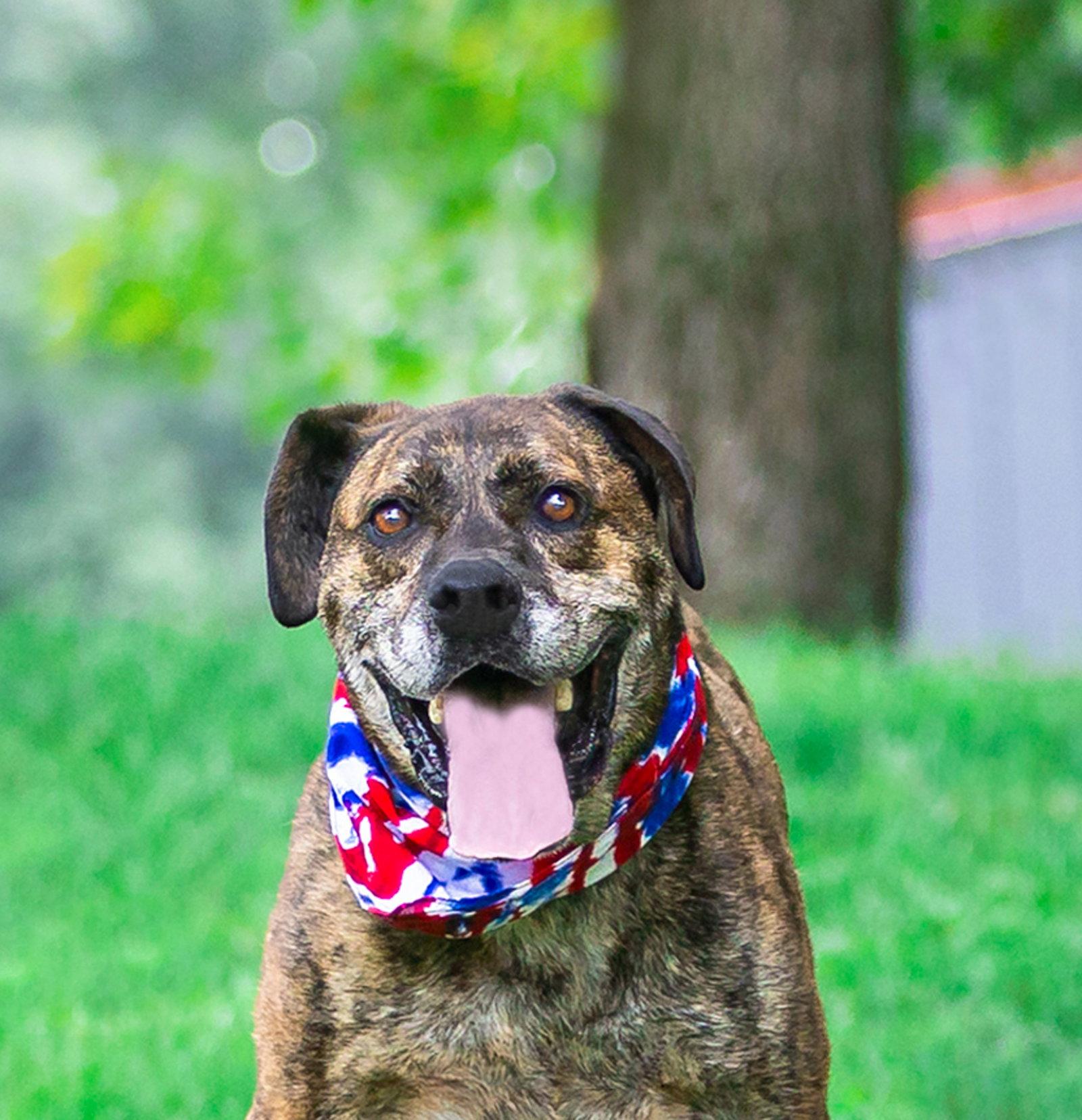 Enlarge Houston, a Adoptable Terrier in Coatesville, PA image 3/3