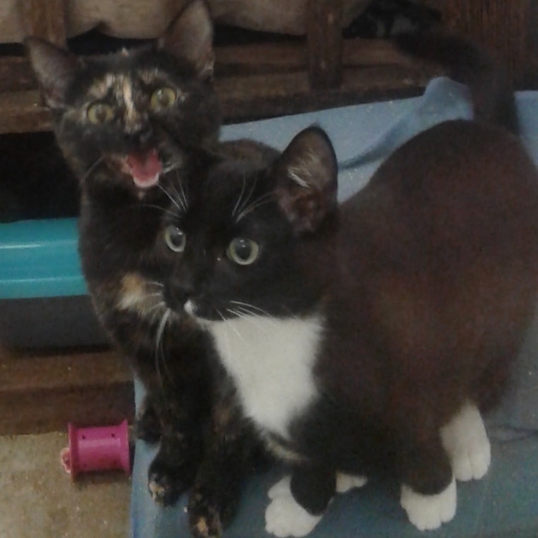 Enlarge Glengarry, a Adoptable Tuxedo in Stanwood, WA image 1/2