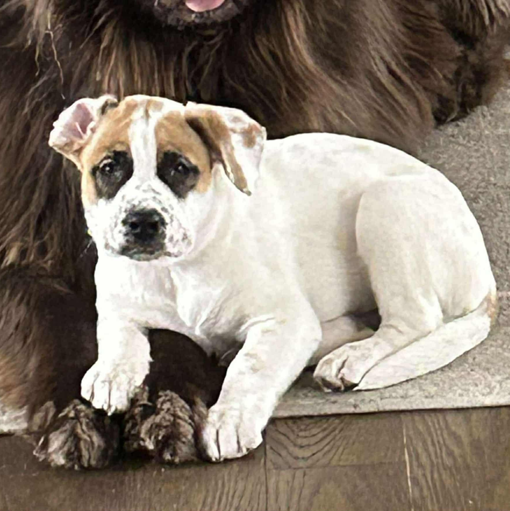 Enlarge Belle, a Adoptable mixed breed in St Thomas, ON image 1/3