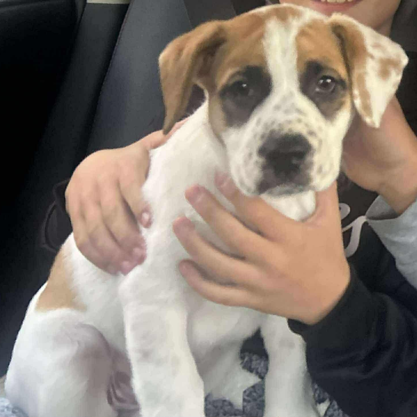 Enlarge Belle, a Adoptable mixed breed in St Thomas, ON image 3/3