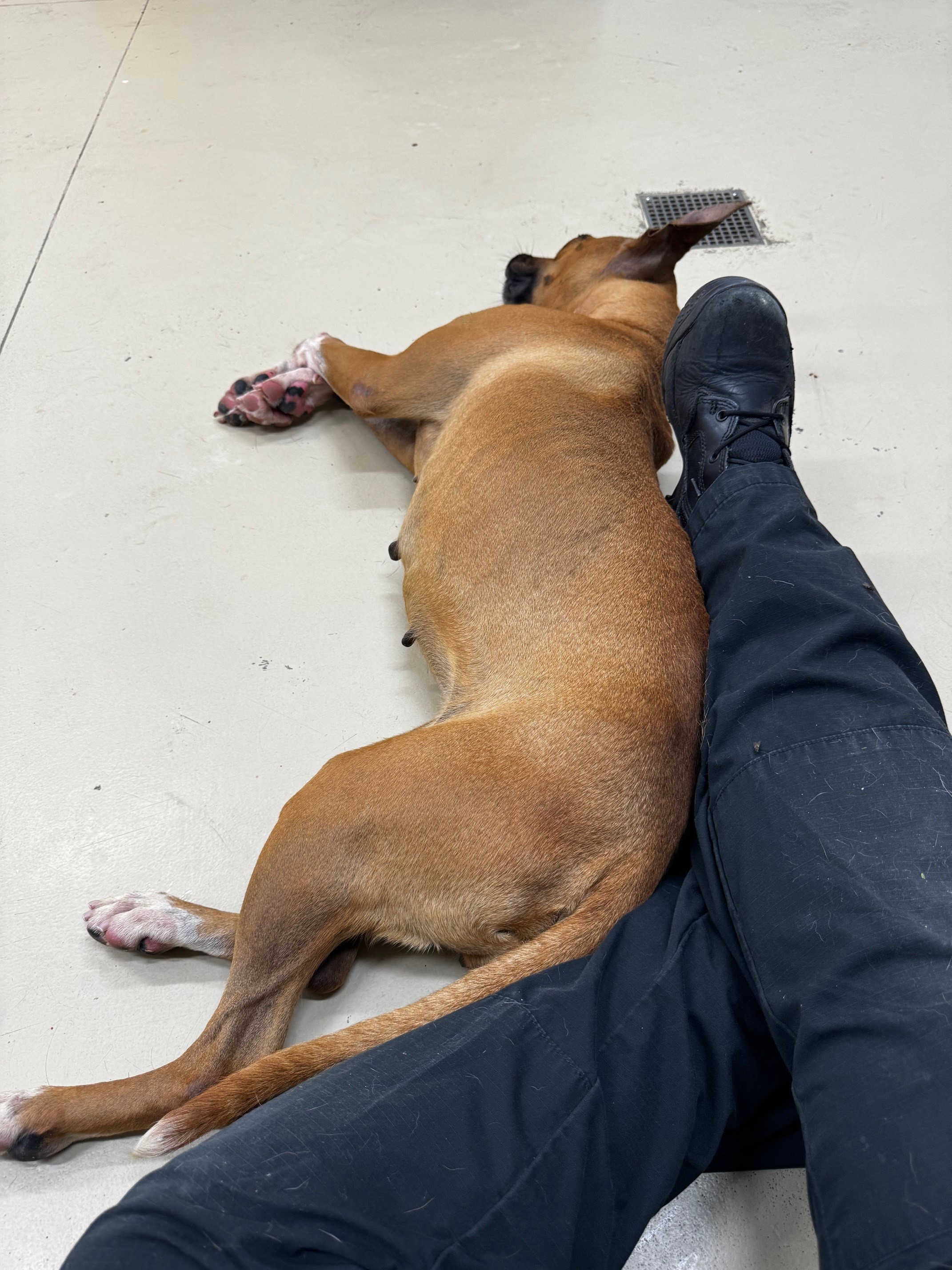 Enlarge Chantelle, an adoptable Boxer in Tullahoma, TN image 5/6