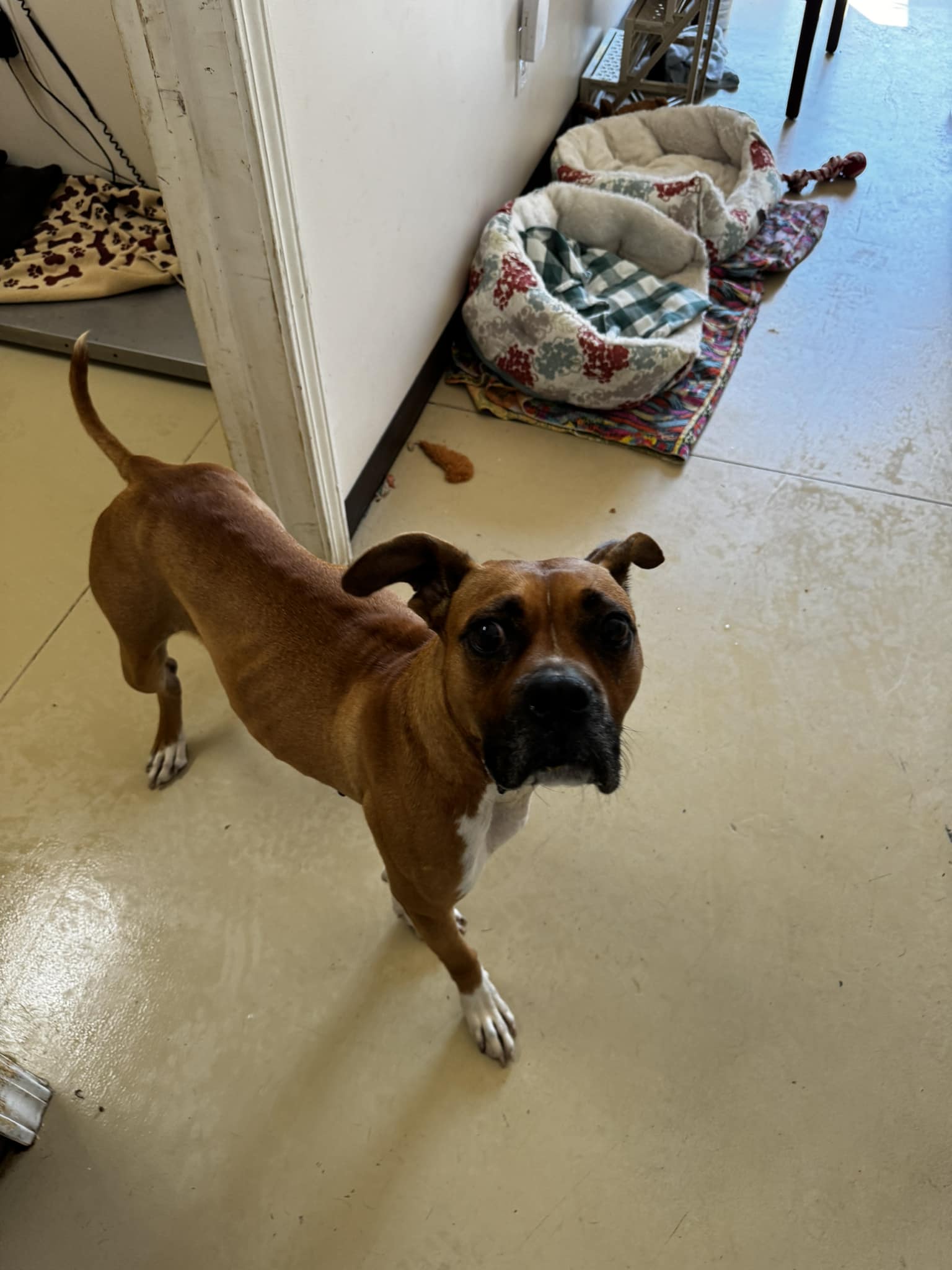 Enlarge Chantelle, an adoptable Boxer in Tullahoma, TN image 2/6