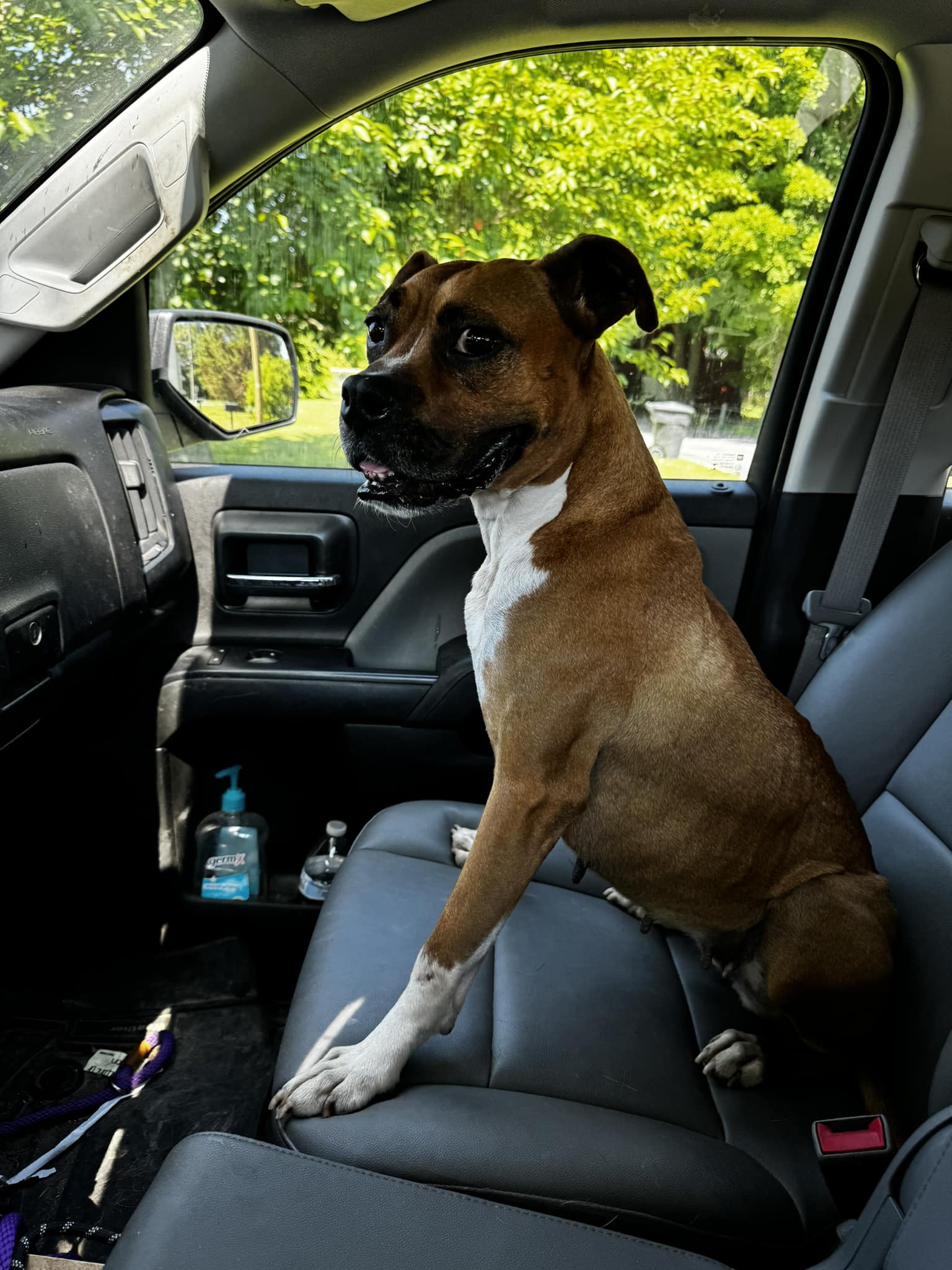 Enlarge Chantelle, an adoptable Boxer in Tullahoma, TN image 1/6