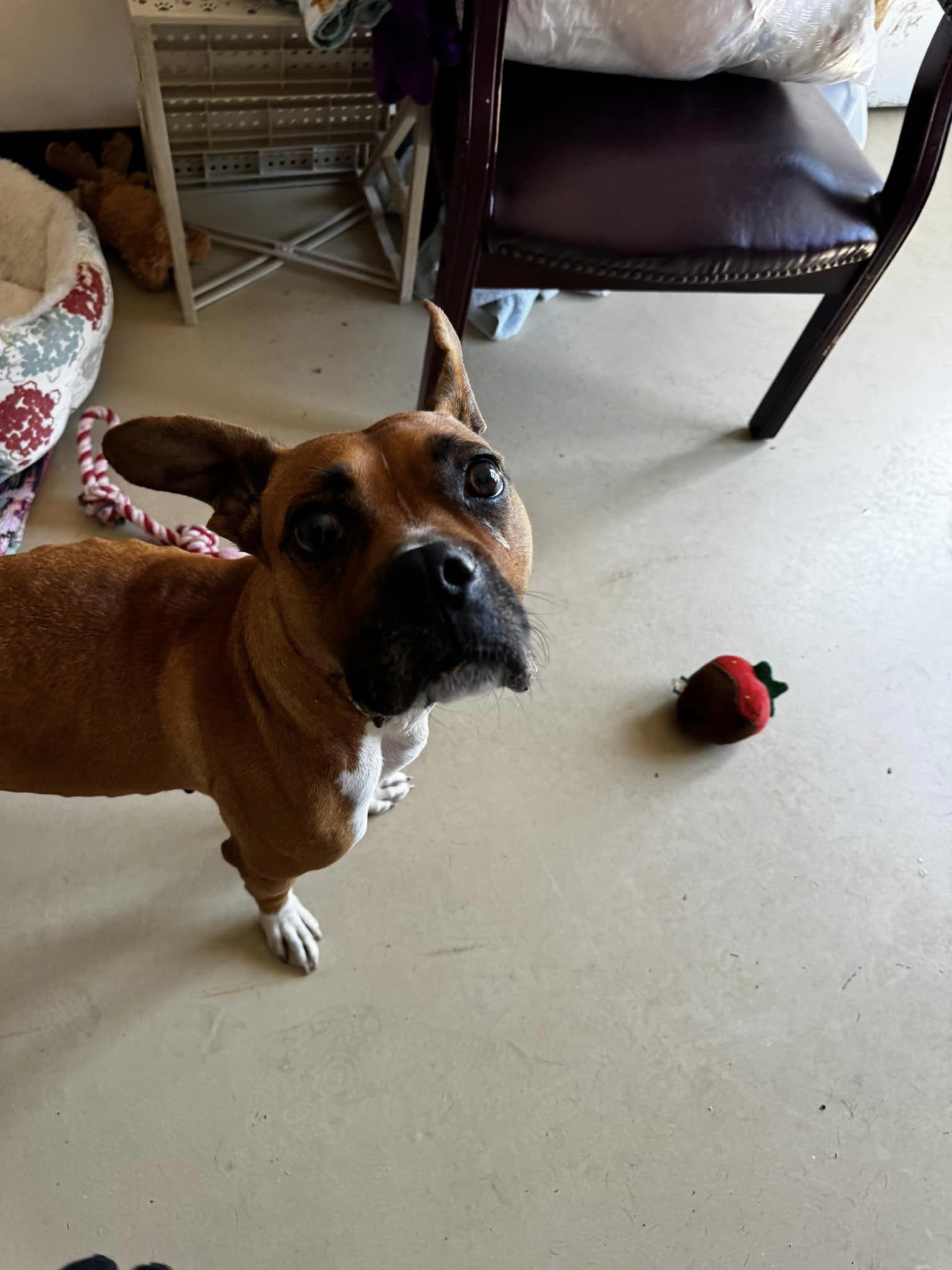 Enlarge Chantelle, an adoptable Boxer in Tullahoma, TN image 3/6