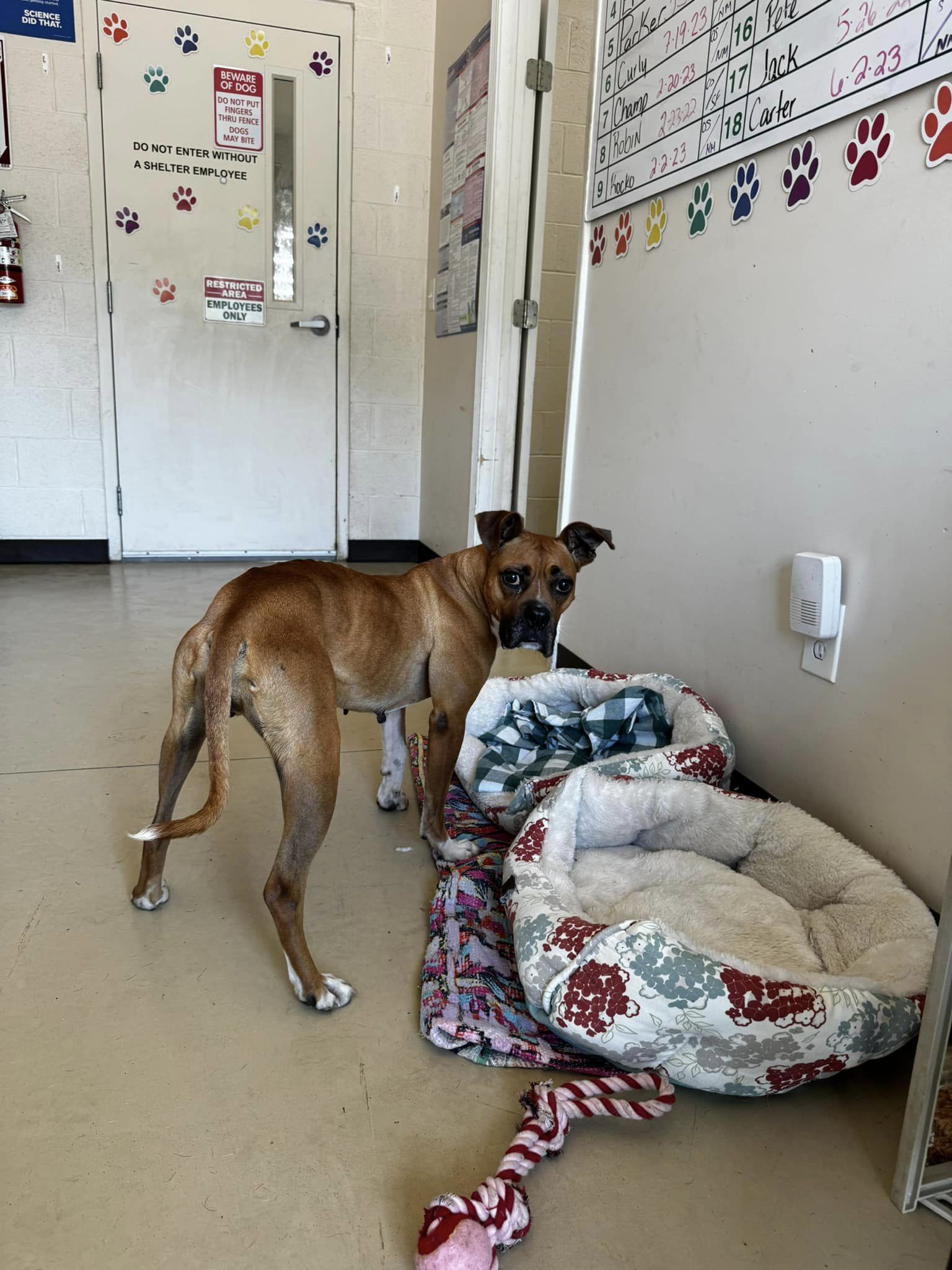 Enlarge Chantelle, an adoptable Boxer in Tullahoma, TN image 4/6
