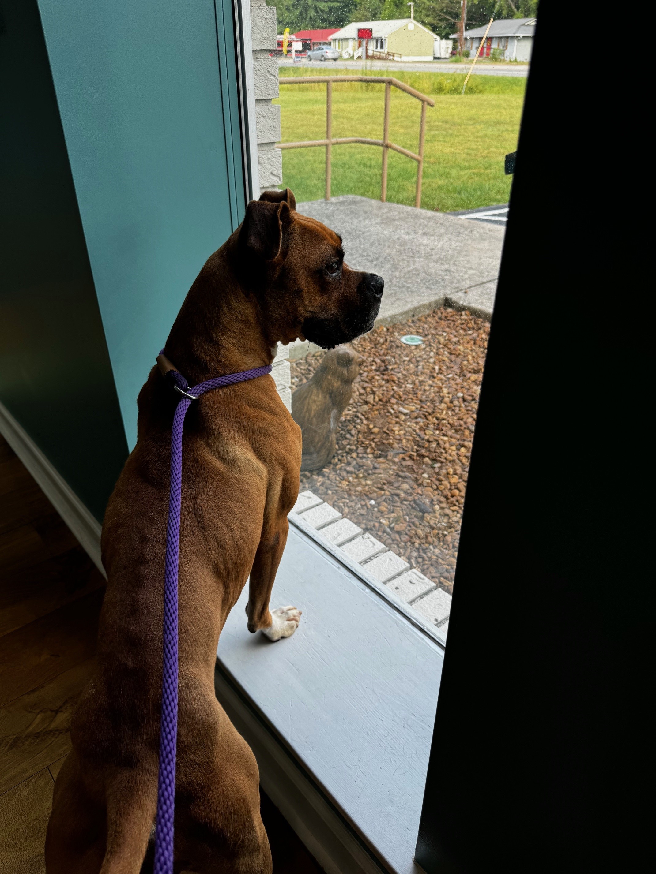Enlarge Chantelle, an adoptable Boxer in Tullahoma, TN image 6/6