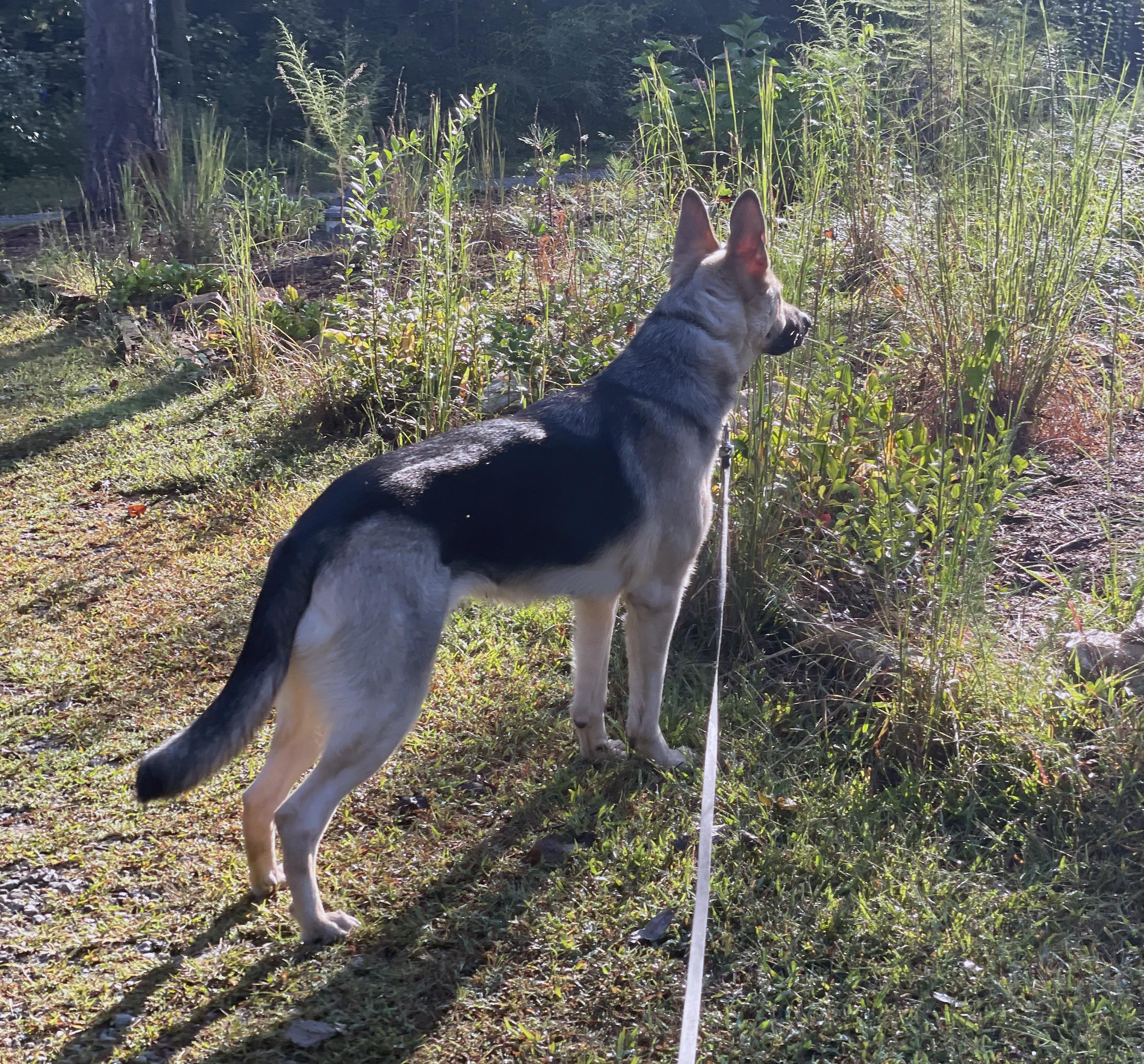 Enlarge Josie (CP), an adoptable German Shepherd Dog in Manassas, VA image 4/5