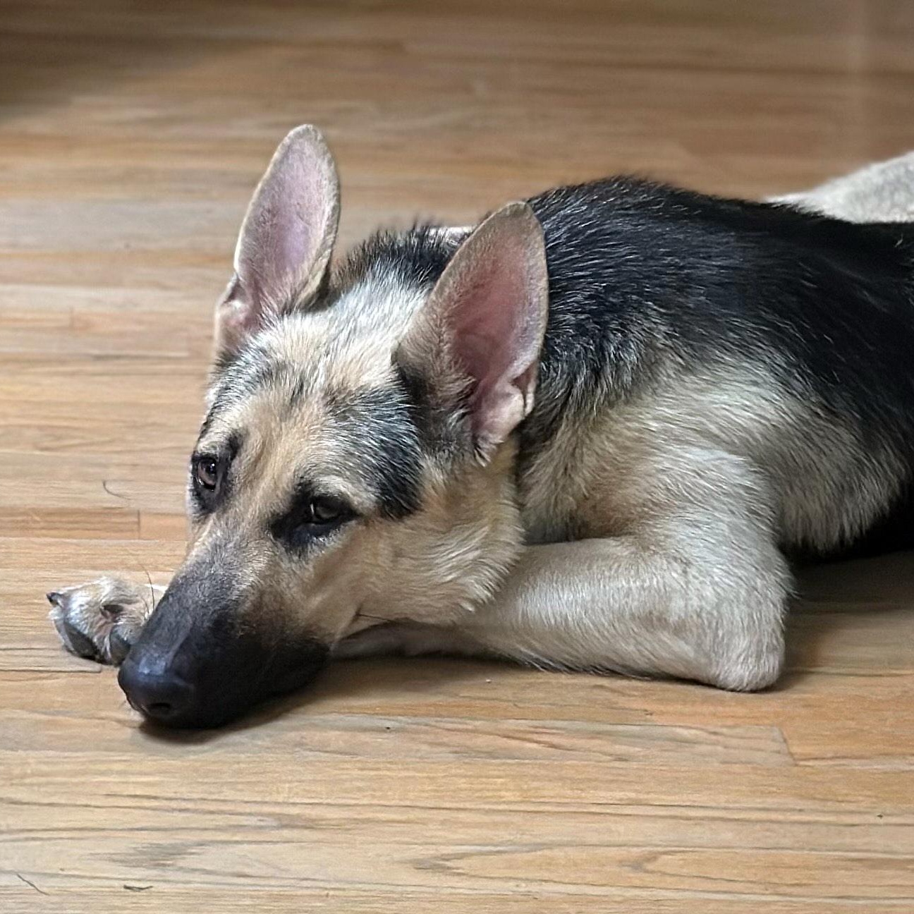 Josie (CP), adoptable, Adult Female German Shepherd Dog.