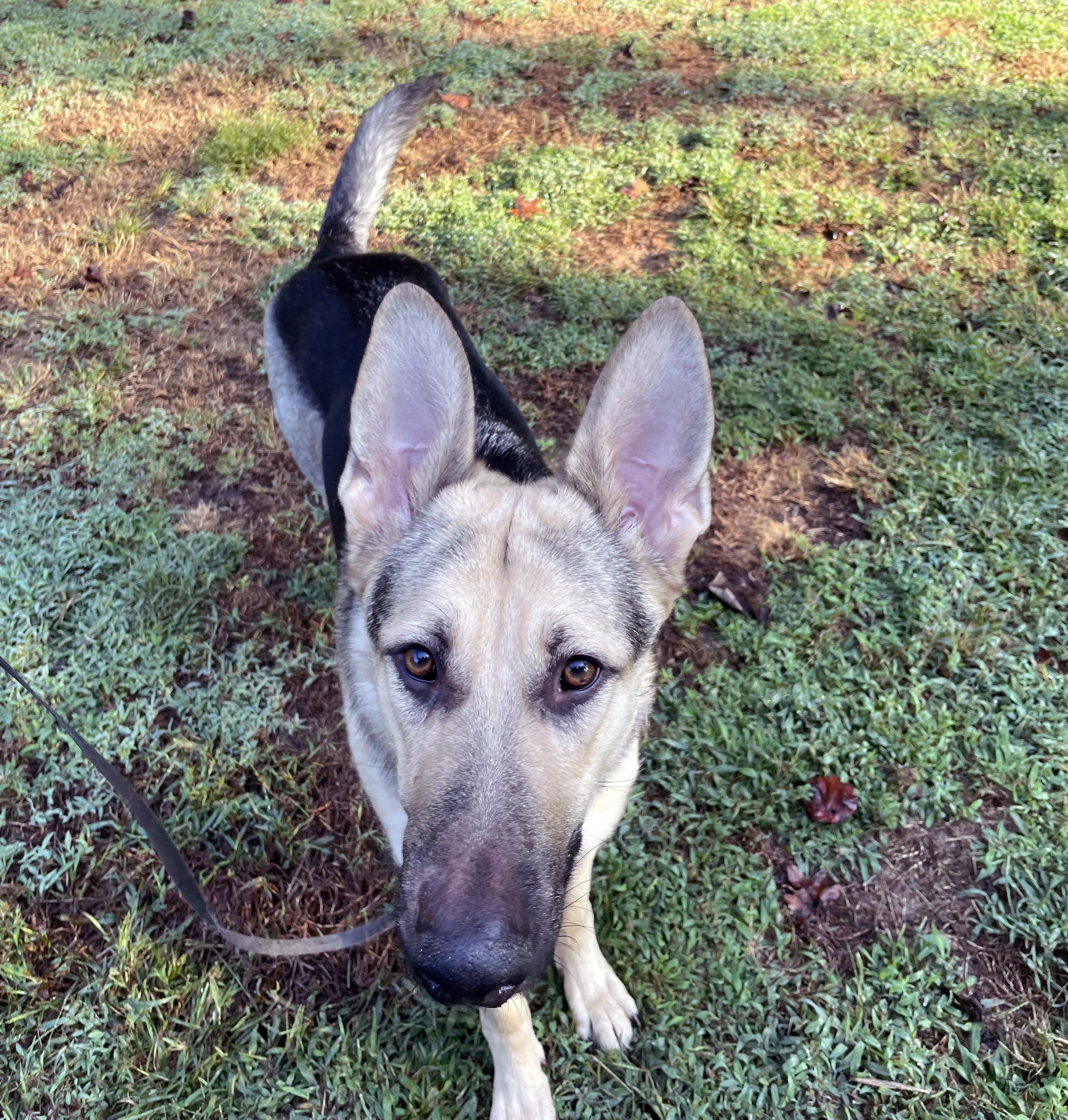 Enlarge Josie (CP), an adoptable German Shepherd Dog in Manassas, VA image 2/5