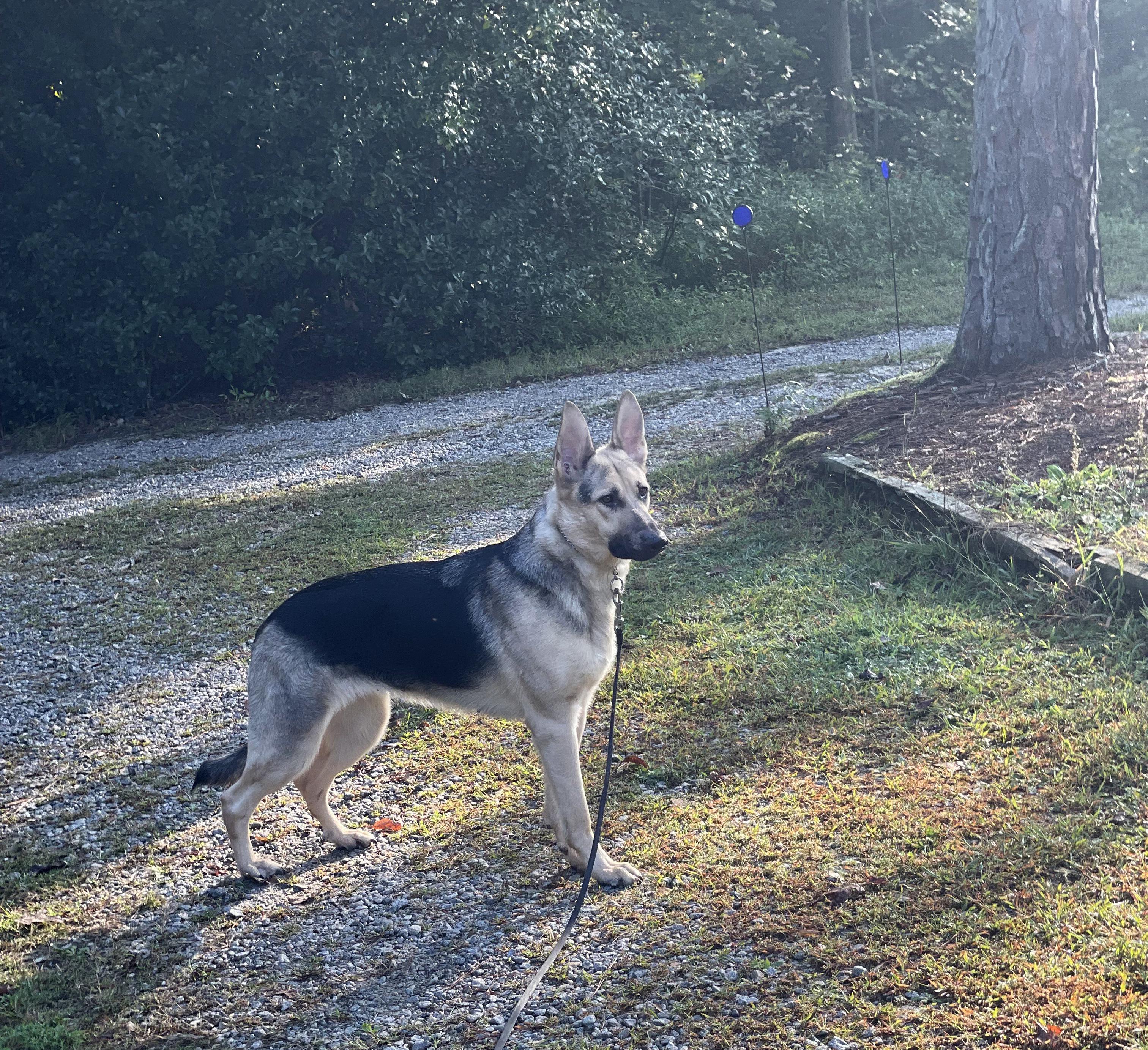Enlarge Josie (CP), an adoptable German Shepherd Dog in Manassas, VA image 3/5