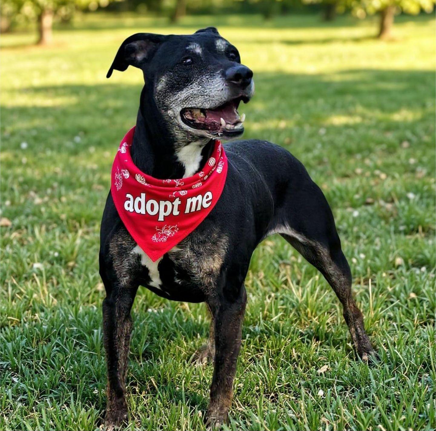 Enlarge Poppy, a Adoptable Coonhound in Fairmont, WV image 1/3