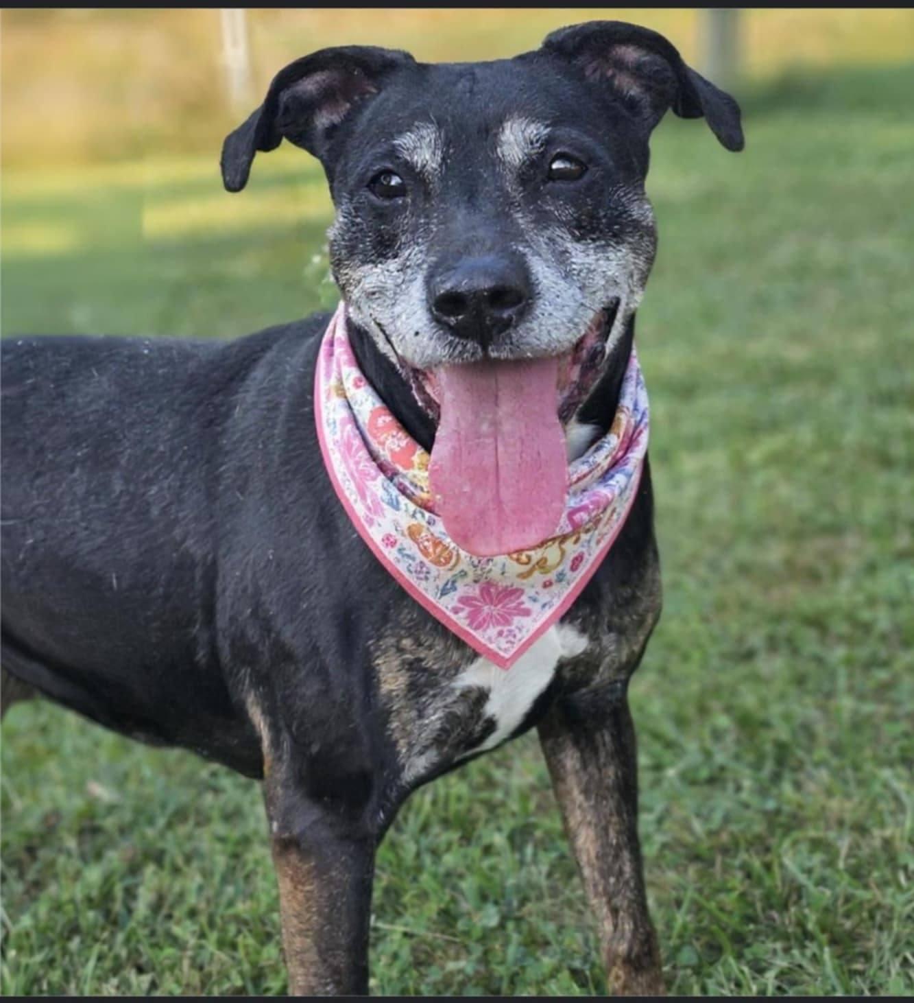 Enlarge Poppy, a Adoptable Coonhound in Fairmont, WV image 2/3