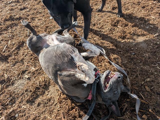 LILLY, Adoptable, Adult Female Border Collie & Mixed Breed.