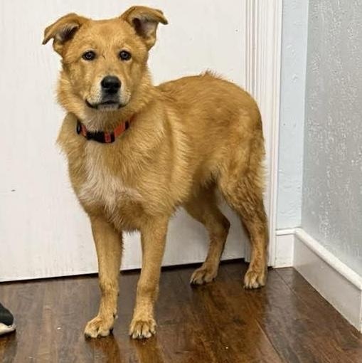 Milk Dud , ADOPTABLE, Young Male Mixed Breed & Retriever.