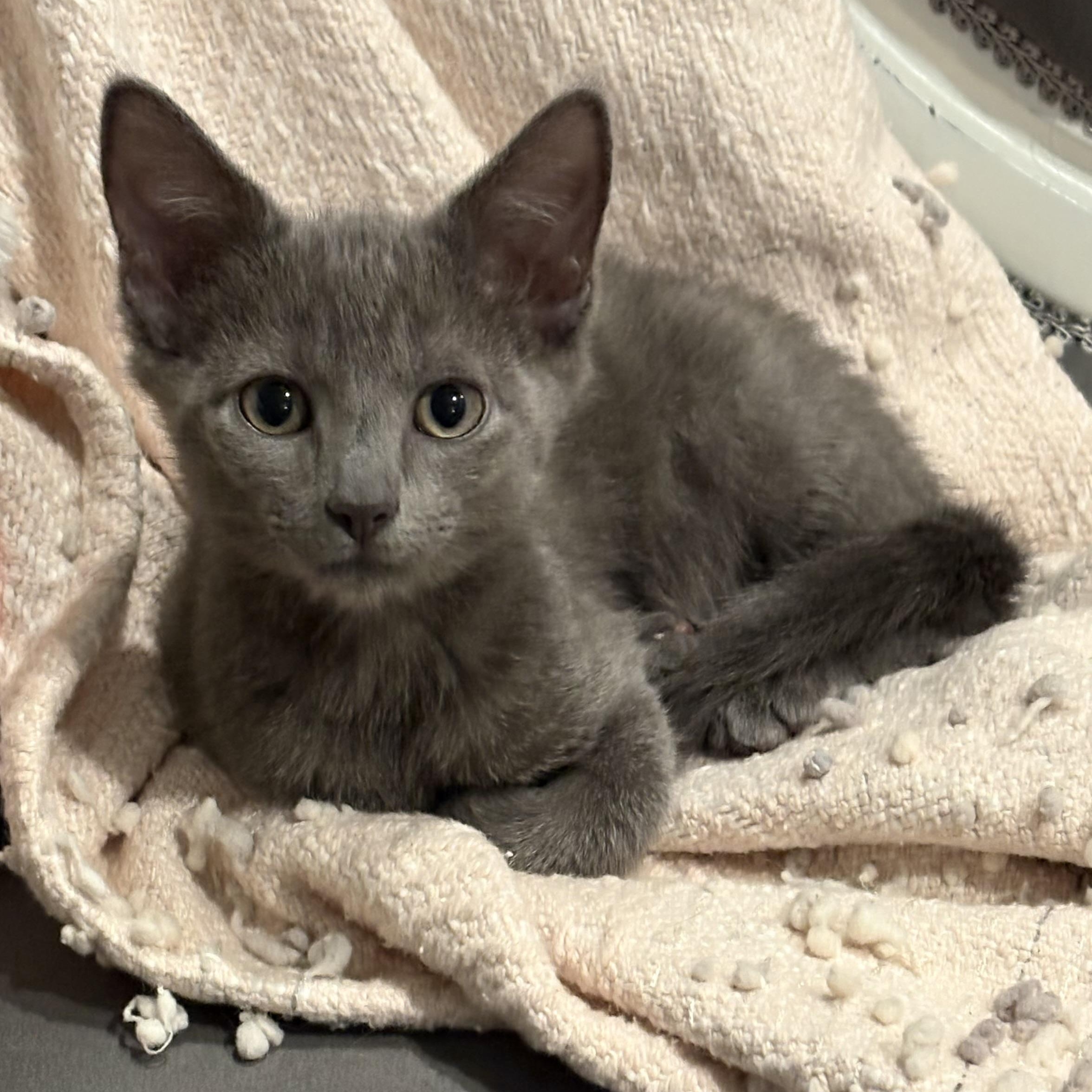 Bat, Adoptable, Kitten Male Domestic Short Hair.