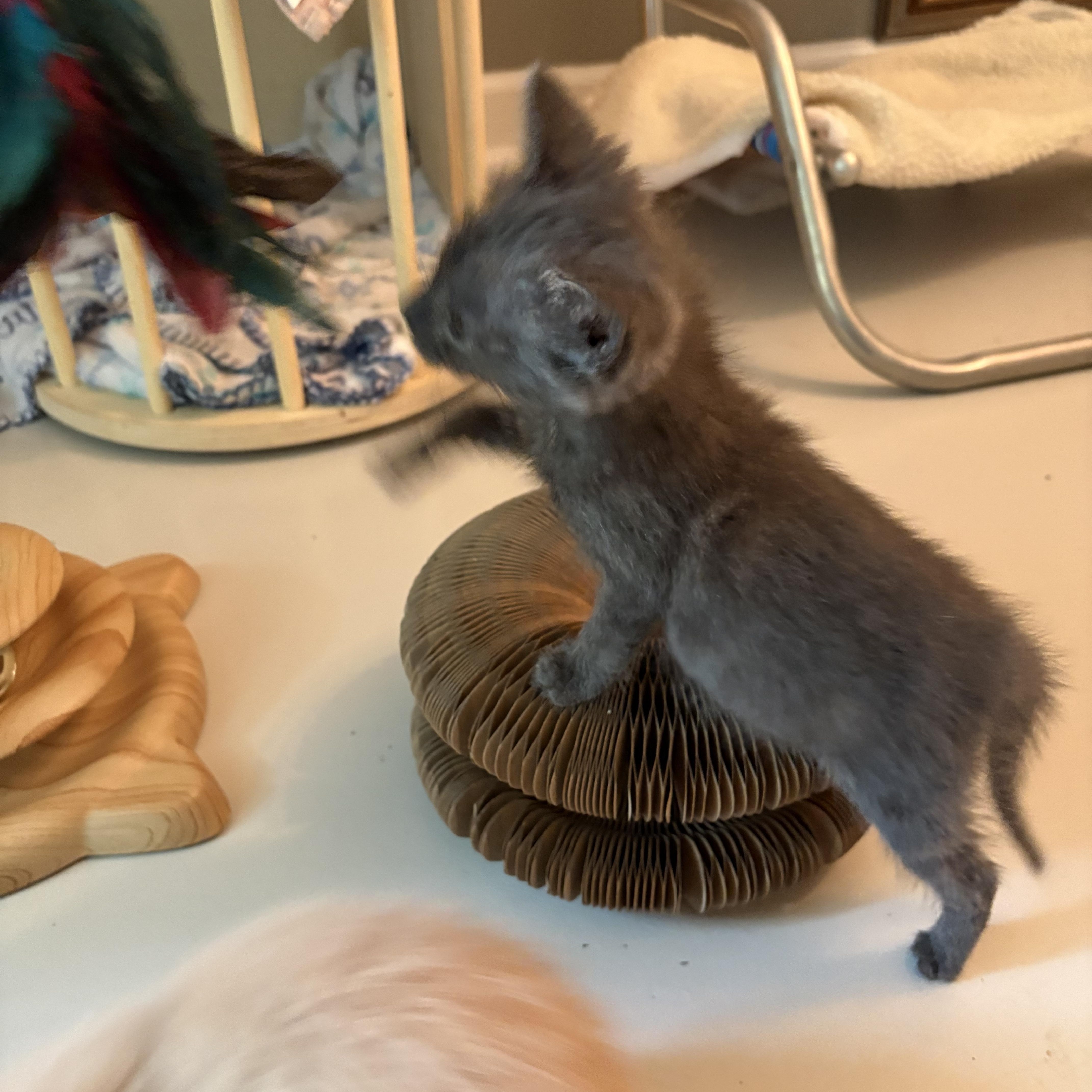 Bat, a Adoptable Domestic Short Hair in Hickory, NC image 5/6
