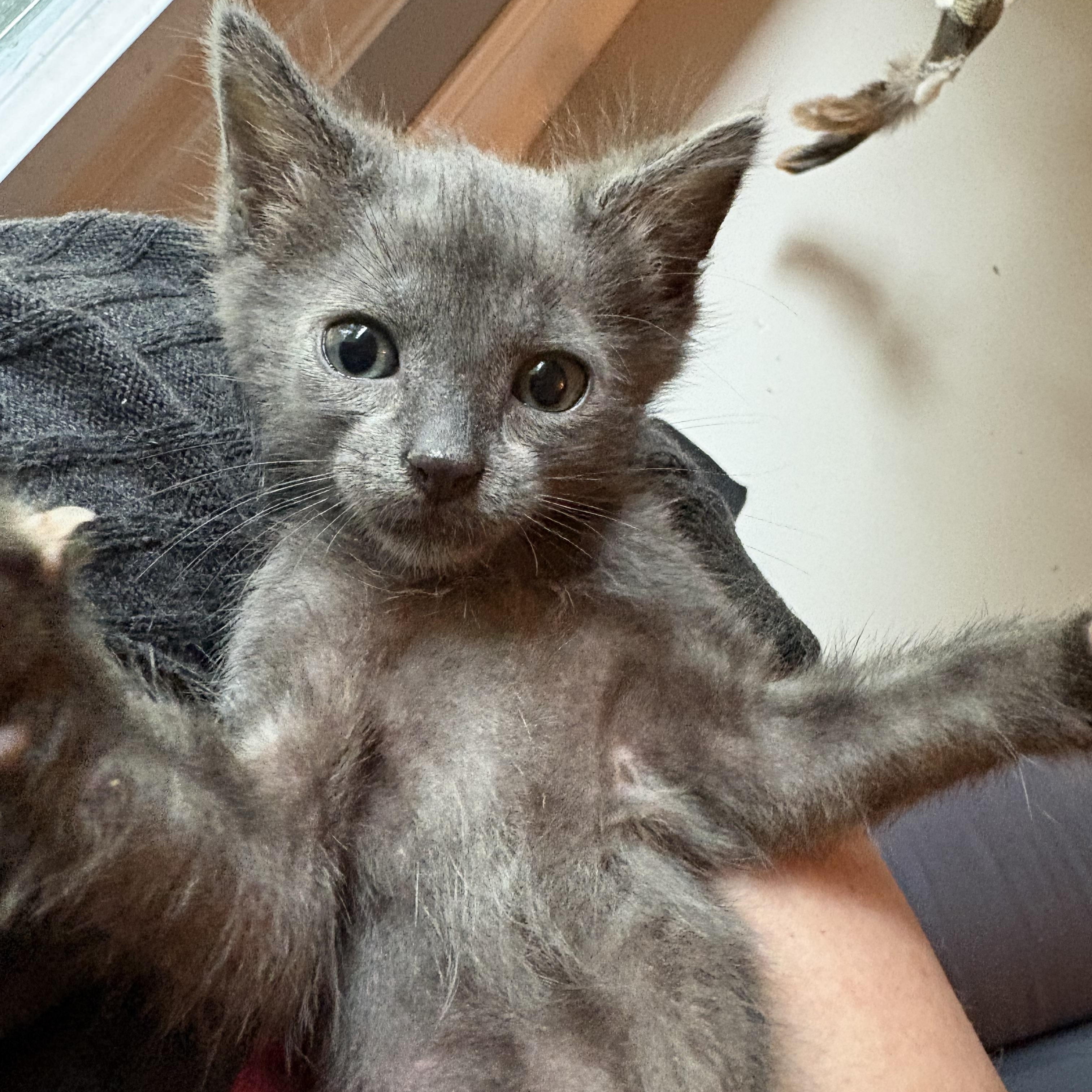 Bat, Adoptable, Kitten Male Domestic Short Hair.