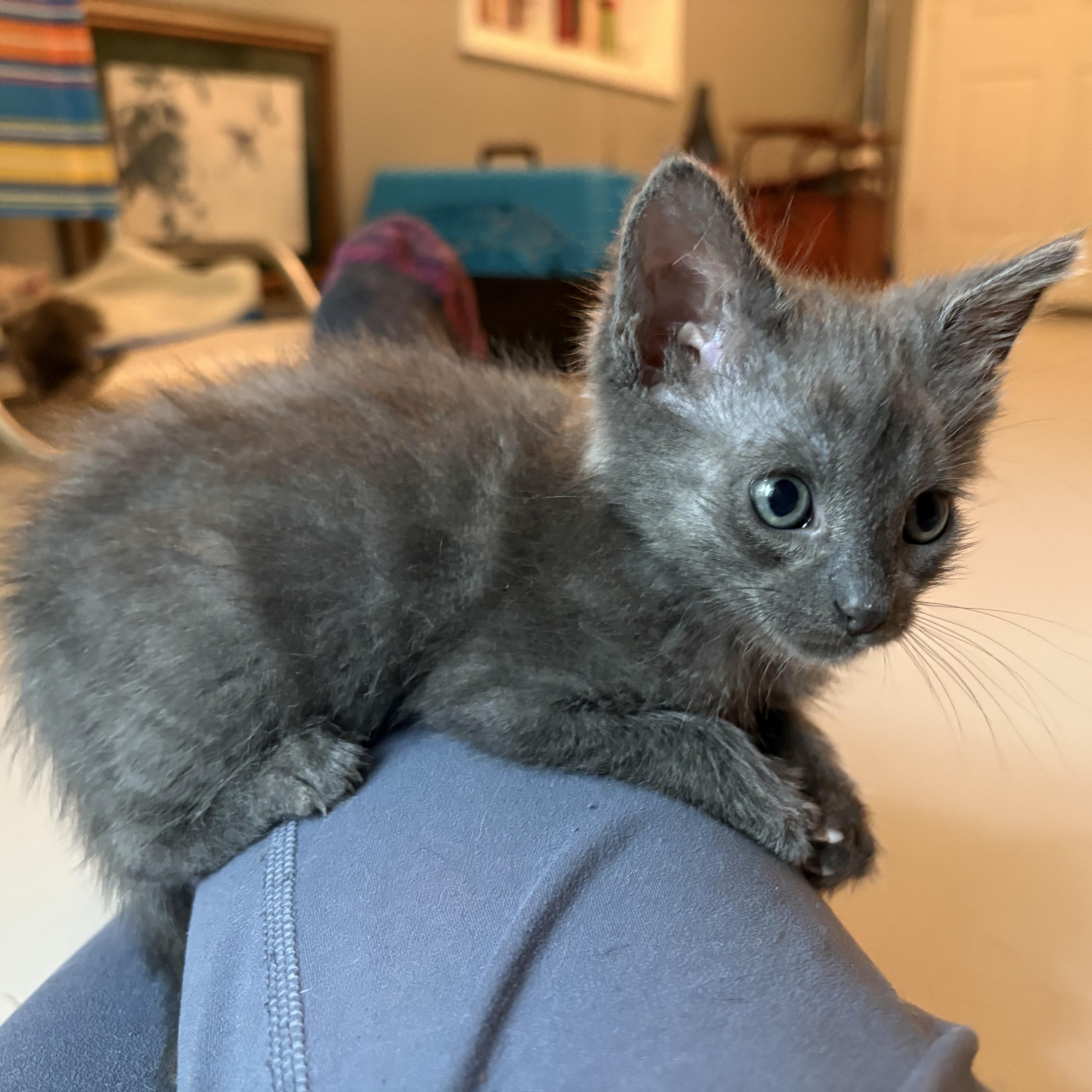 Bat, a Adoptable Domestic Short Hair in Hickory, NC image 4/6
