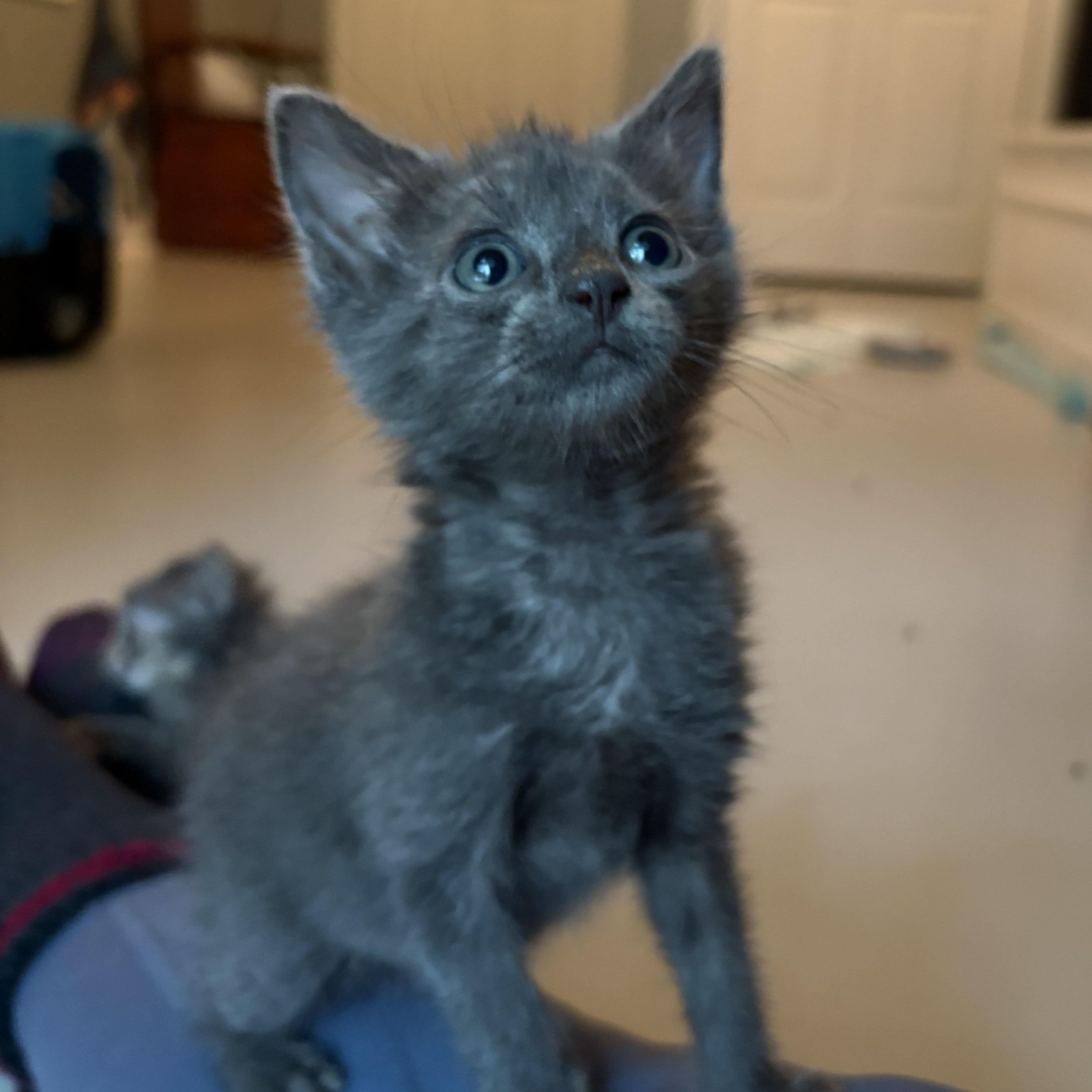 Bat, a Adoptable Domestic Short Hair in Hickory, NC image 3/6