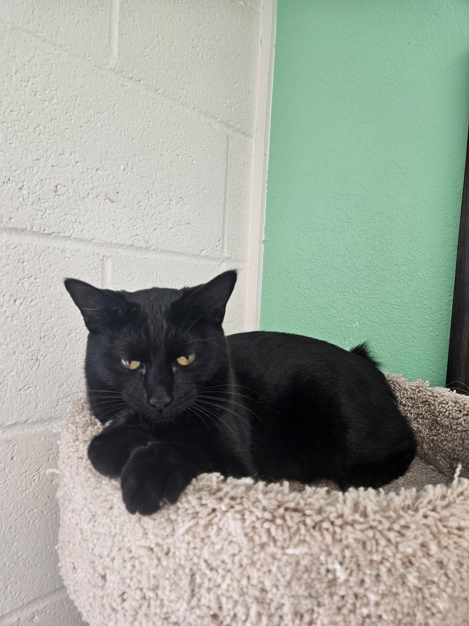 Teva, a ADOPTABLE Domestic Short Hair in Quincy, CA image 1/2