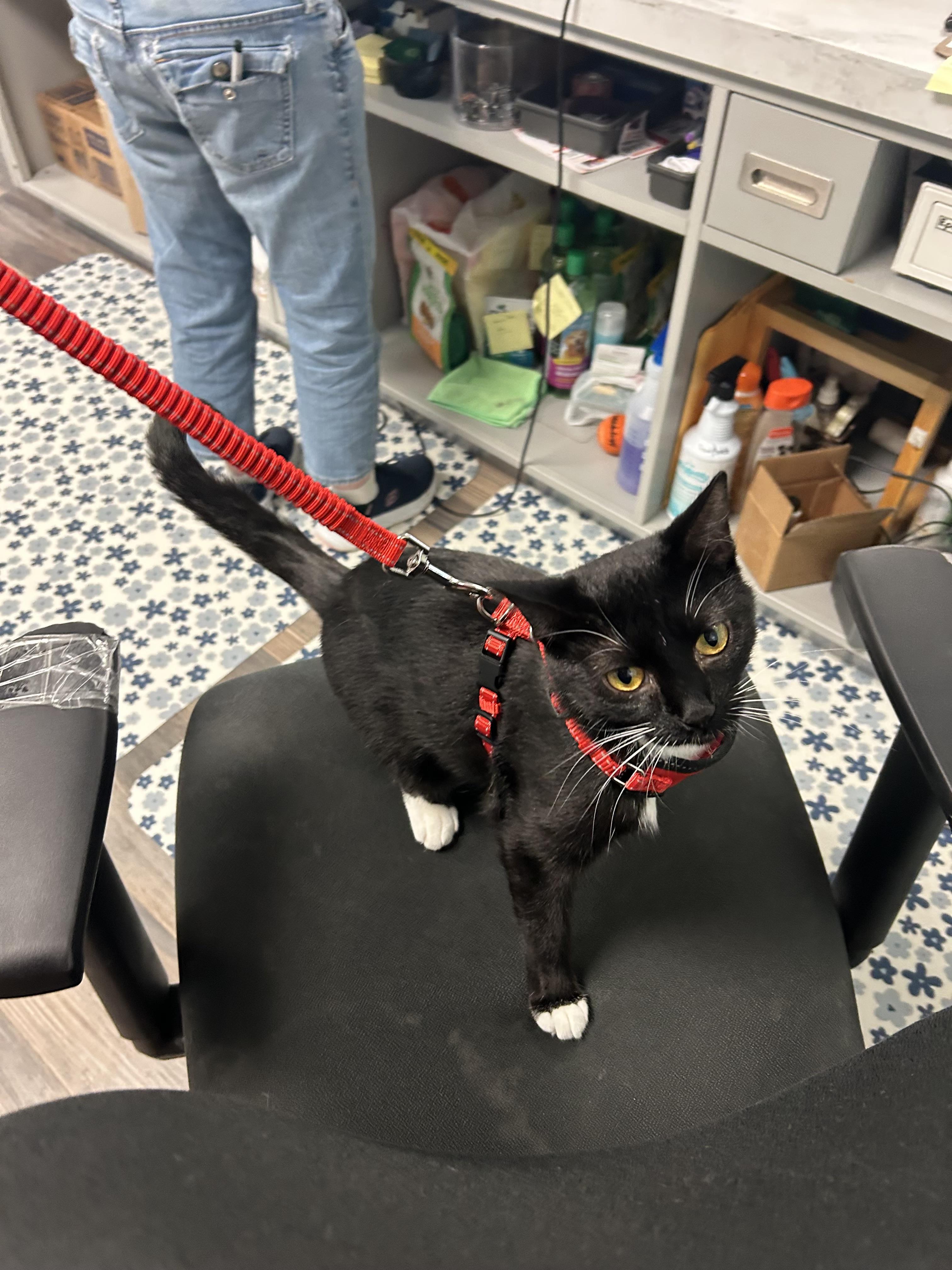 Roxy, an adoptable Domestic Short Hair in Valley Center, KS, 67147 | Photo Image 4
